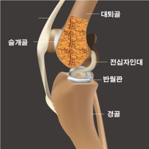 강아지 전방 십자인대