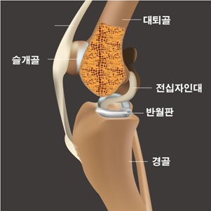 강아지 관절 구조