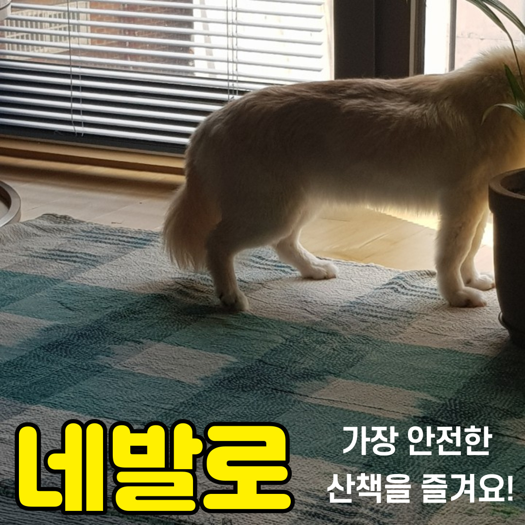 의료용 강아지보조기 네발로 관절염 원인 및 치료