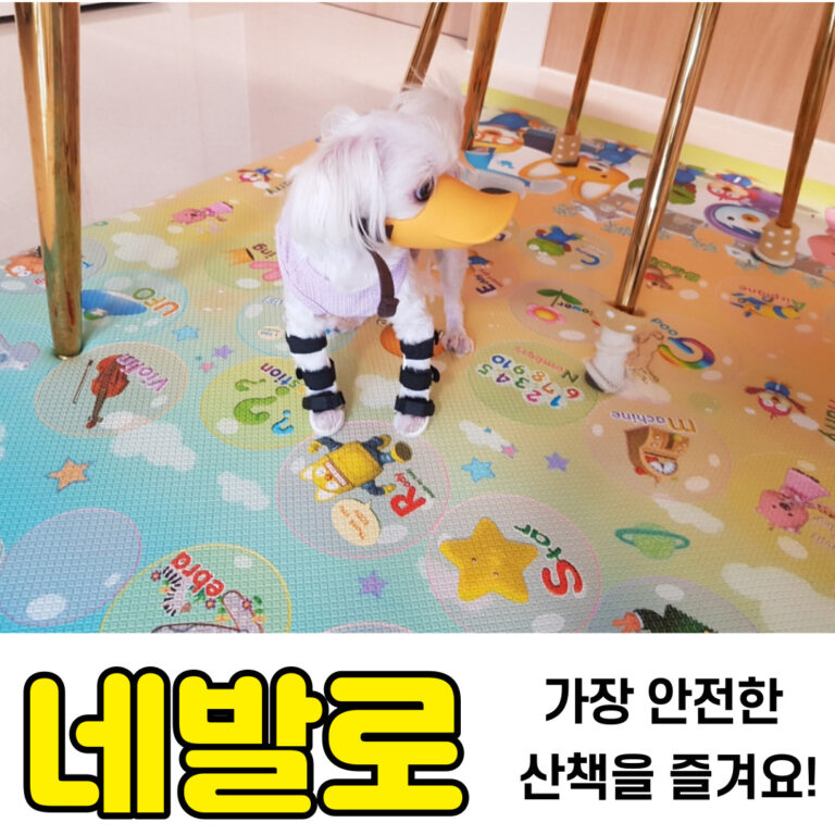 강아지 관절염 보조기 전문 네발로