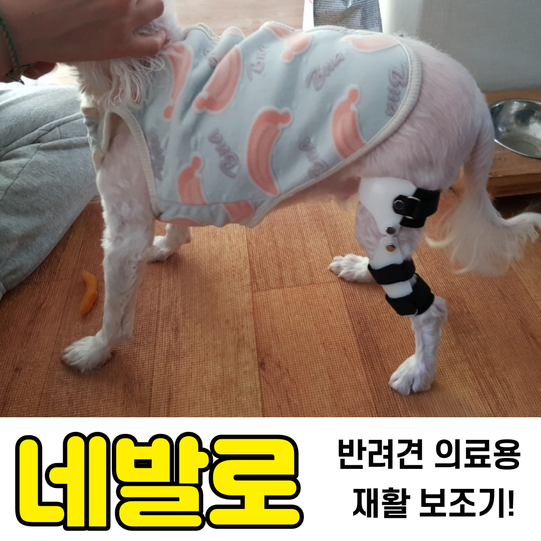 애견 무릎질환 세가지 의료용 보조기 네발로