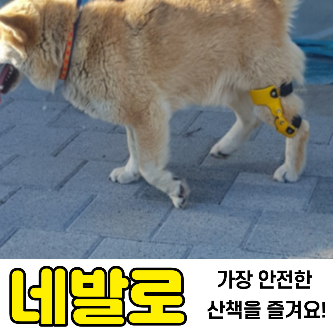 강아지가 갑자기 절뚝거리는 이유는?