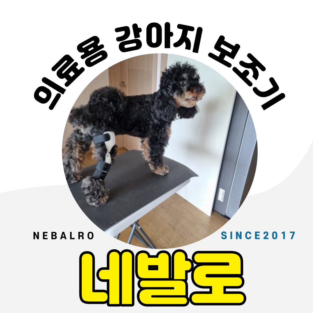 강아지 십자인대파열