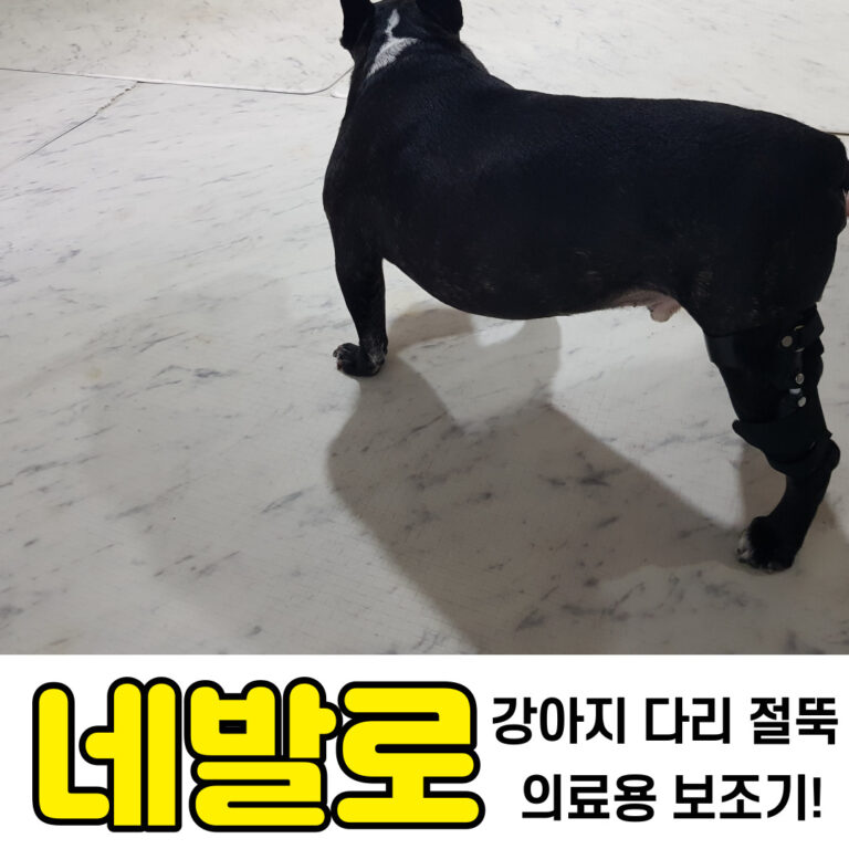 강아지 대퇴골두 괴사증