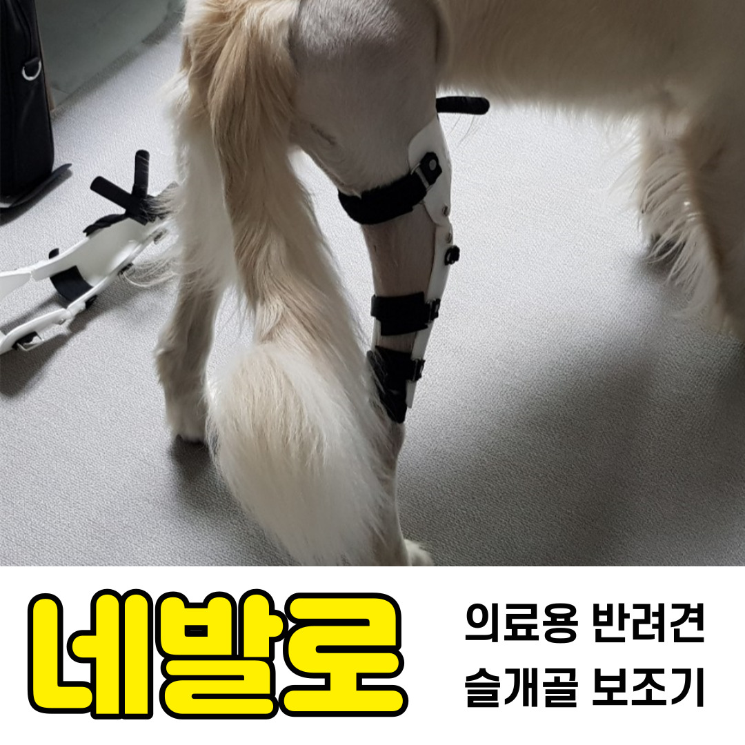 노령견 관절염 통증 완화