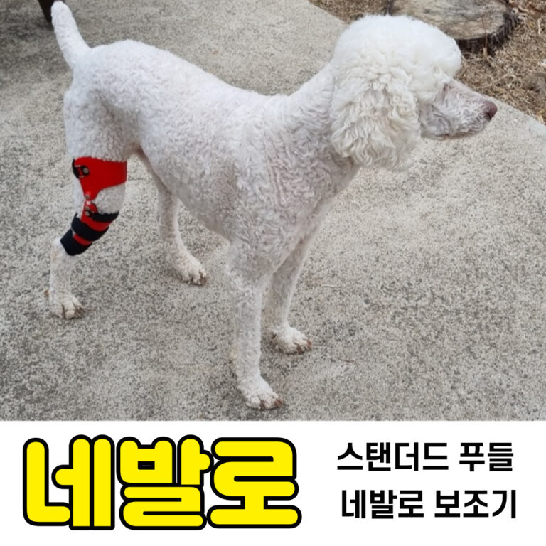 강아지 다리 뻣뻣 해요