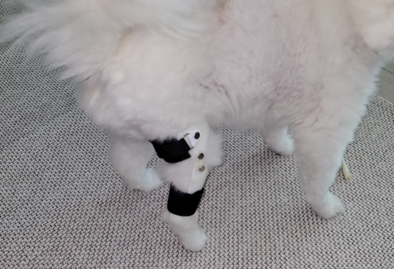 폼피치 슬개골탈구 질환 보조기