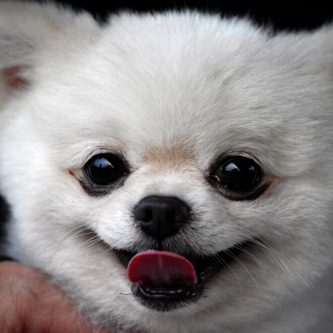 포메라니안 보조기