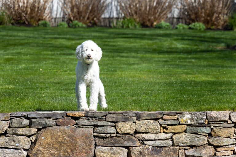 푸들 십자인대파열 보조기