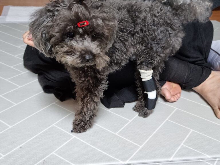 의료용 강아지 보조기 무엇인가요?