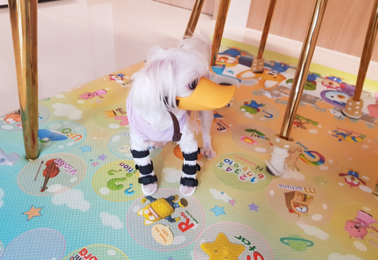 강아지 다리 떨리는 이유