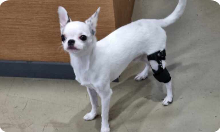 노령견 관절질환 보조기