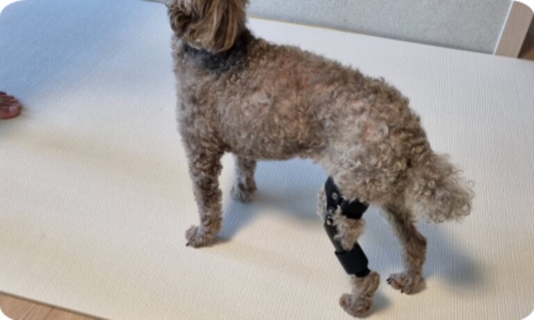 강아지 십자인대파열과 관절염