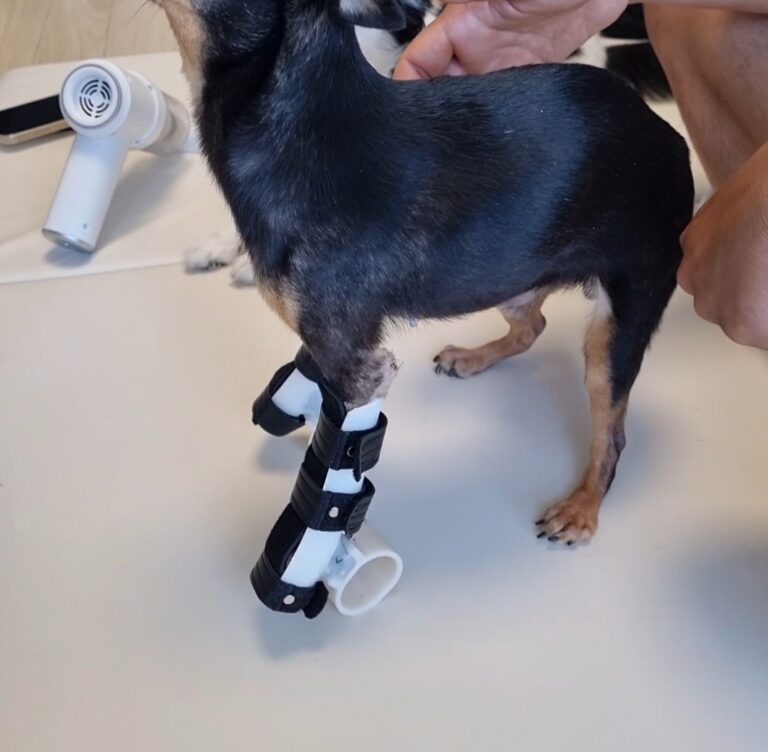 치와와 다발성 관절질환 보조기