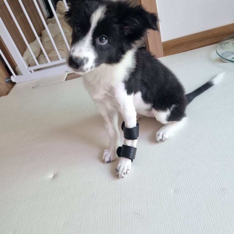 보더콜리 손목 골절 재활보조기