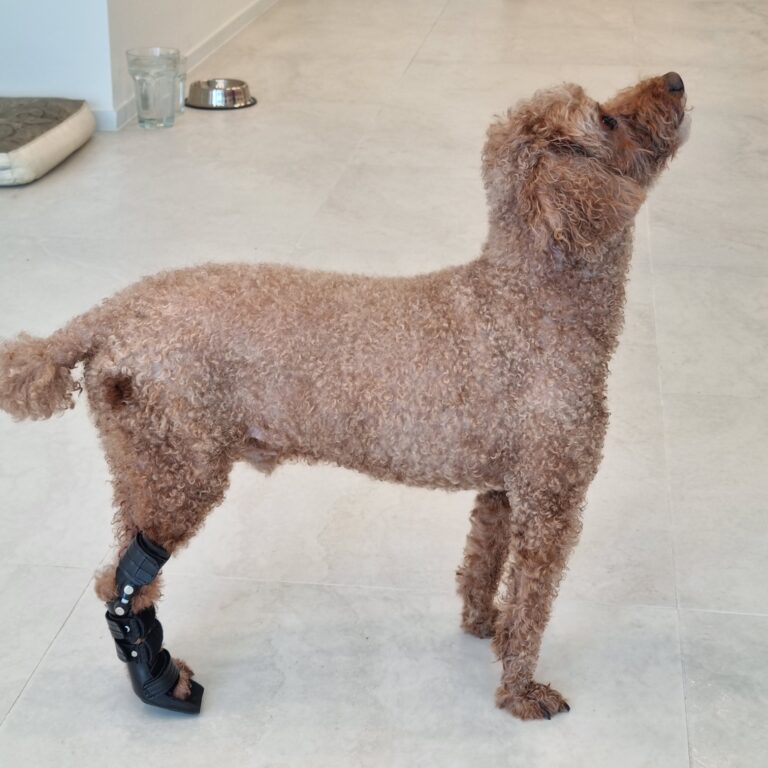 푸들 뒷다리 너클링