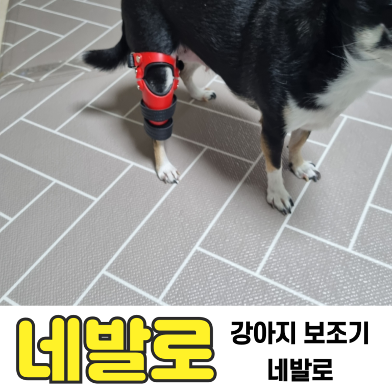 치와와 보조기 꼬몽이