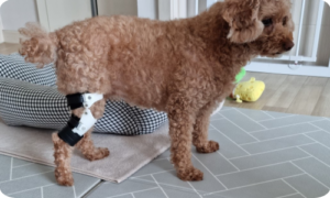 다시 뛰는, 네발로 푸들 십자인대파열 보조기와의 만남