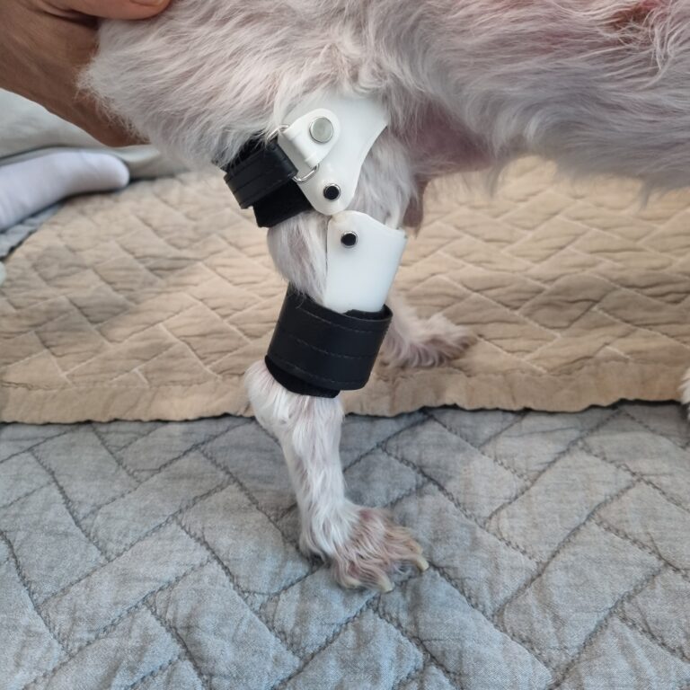 노령견 퇴행성 관절 보조기