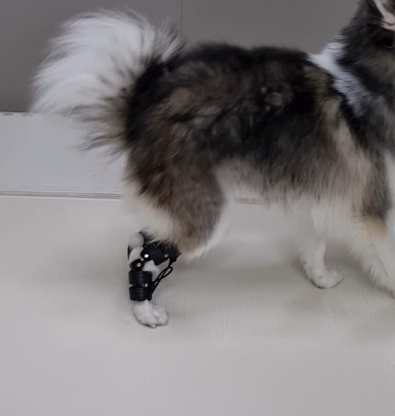 강아지 발목 과신전