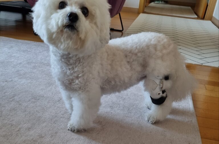 비숑프리제 십자인대 부분 파열 보조기 필요성