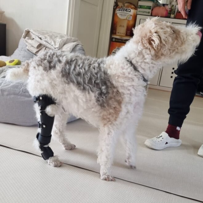 우리 강아지, 발목이 자꾸 꺾여요
