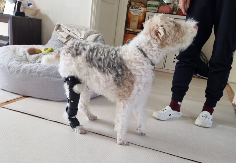 우리 강아지, 발목이 자꾸 꺾여요