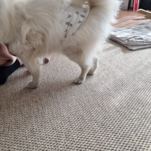 네발로 – 노령견 말티즈, 퇴행서 관절질환과 함께하는 하루