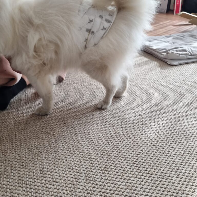 네발로 – 노령견 말티즈, 퇴행서 관절질환과 함께하는 하루