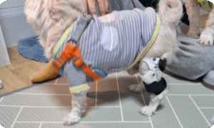 말티즈 십자인대 파열 보조기 – 네발로의 맞춤 제작 이야기