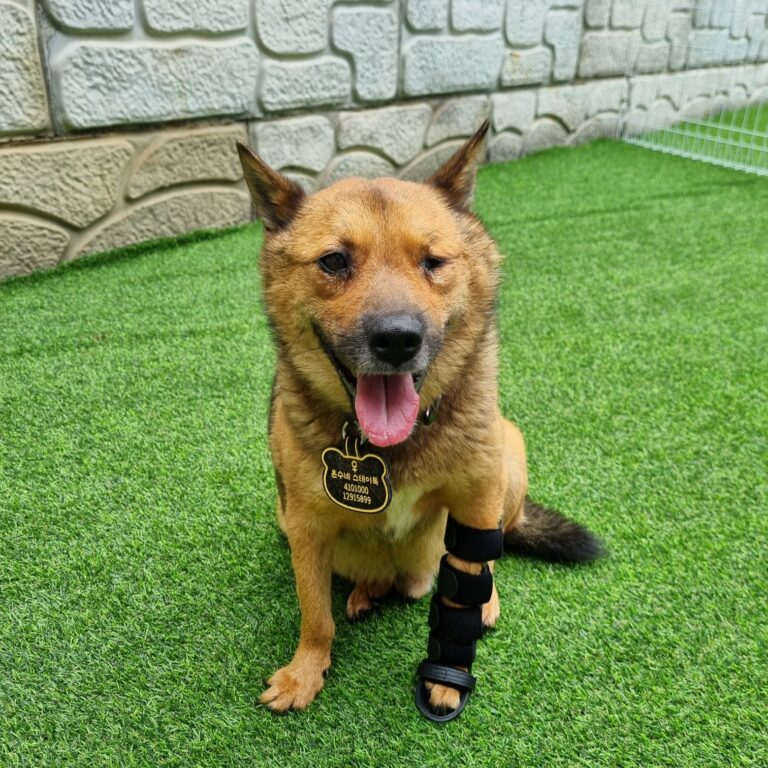 “오구의 발걸음은 다시 시작됩니다.”