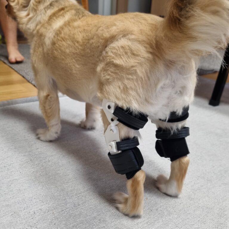 노령견 십자인대 파열, 보호자가 알아야 할 회복가이드-네발로