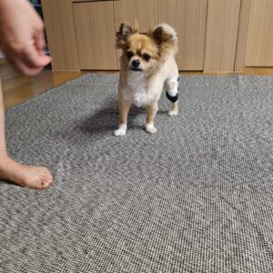 네발로 의료용 반려견 재활 보조기, 보호자가 꼭 알아야 할 기준