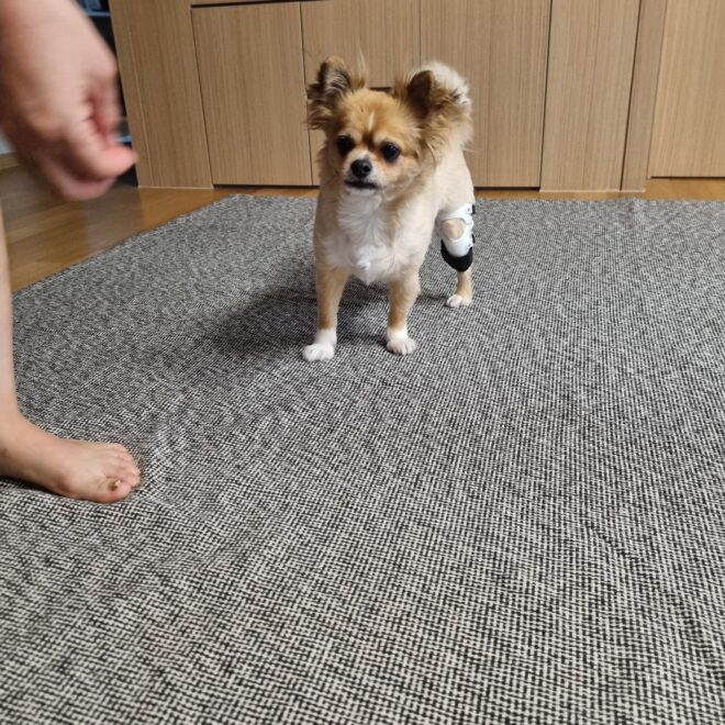 네발로 의료용 반려견 재활 보조기, 보호자가 꼭 알아야 할 기준