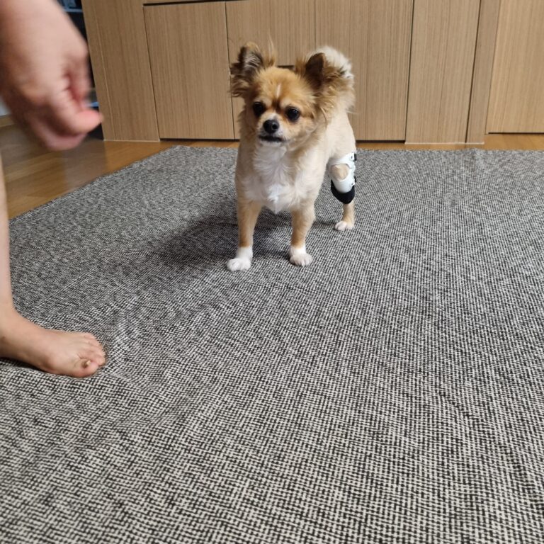 네발로 의료용 반려견 재활 보조기, 보호자가 꼭 알아야 할 기준