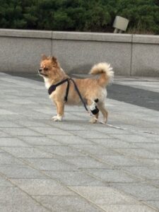 강아지 십자인대 파열 보조기