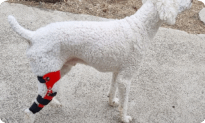 강아지 보조기 네발로, 걷는 모습이 달라졌다면 꼭 확인해야 할 신소