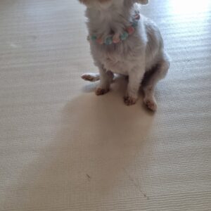 오늘도 한 아이를 걷게 하자 – 네발로 이야기