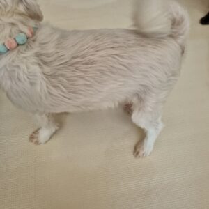 겨울철 노령견 관절관리 방법