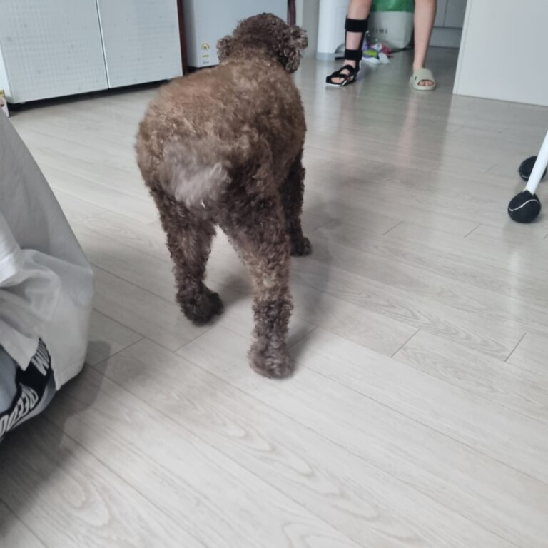 강아지 다리 보호 방법