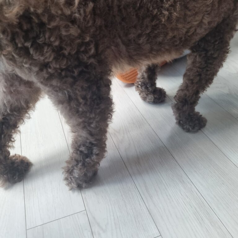강아지 보조기 전문제작 네발로에서 다시 힘차게 걷는 날까지, 푸들 발목을 지키는 이야기
