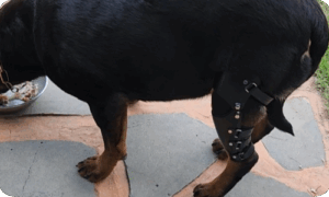 강아지 퇴행성 관절염, 어떻게 도와줄 수 있을까?