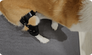 웰시코기, 다시’네 발로’걷다 – 네발로 웰시코기 강아지 보조기 이야기