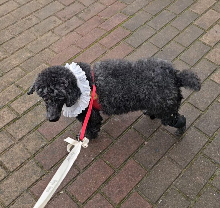 푸들 아이, 십자인대 부분파열 극복 후 다시 걷다