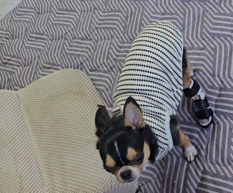 치와와 너클링 보조기