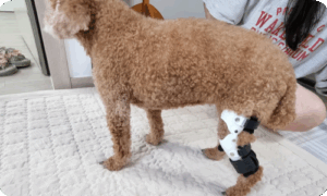 강아지 관절연과 노령견 보행 문제, 맞춤 보조기로 달라진 산책 변화