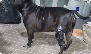 아메리칸 불리 무릎보조기 – 네발로 맞춤 재활 이야기