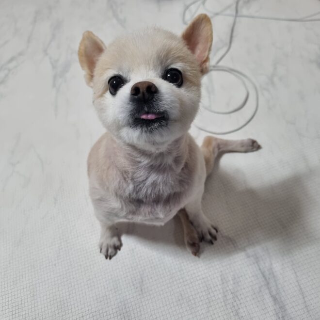 포메라니안 노령견, 무릎이 흔들릴 때 필요한 강아지 보조기 – 네발로의 맞춤 케어