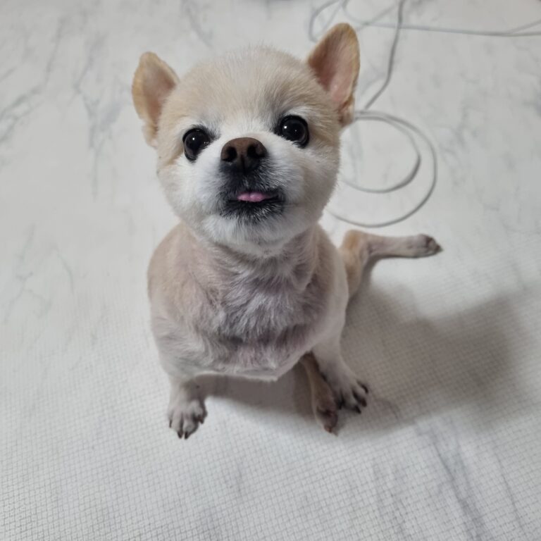 포메라니안 노령견, 무릎이 흔들릴 때 필요한 강아지 보조기 – 네발로의 맞춤 케어