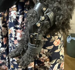 십자인대 파열 반려견에 꼭 필요한 보조기